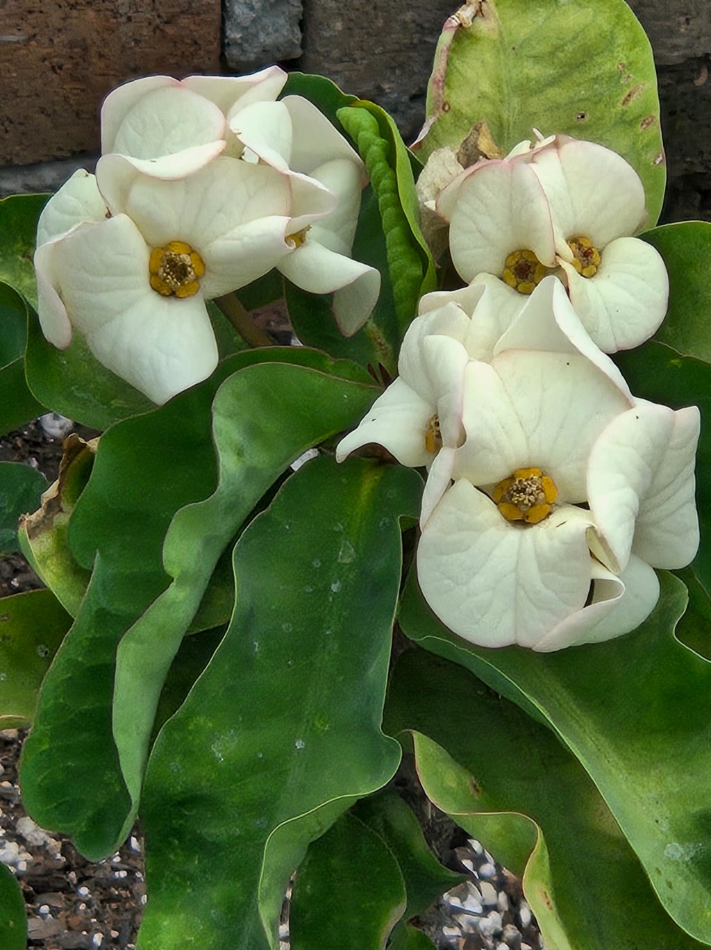 Some Flowers for You