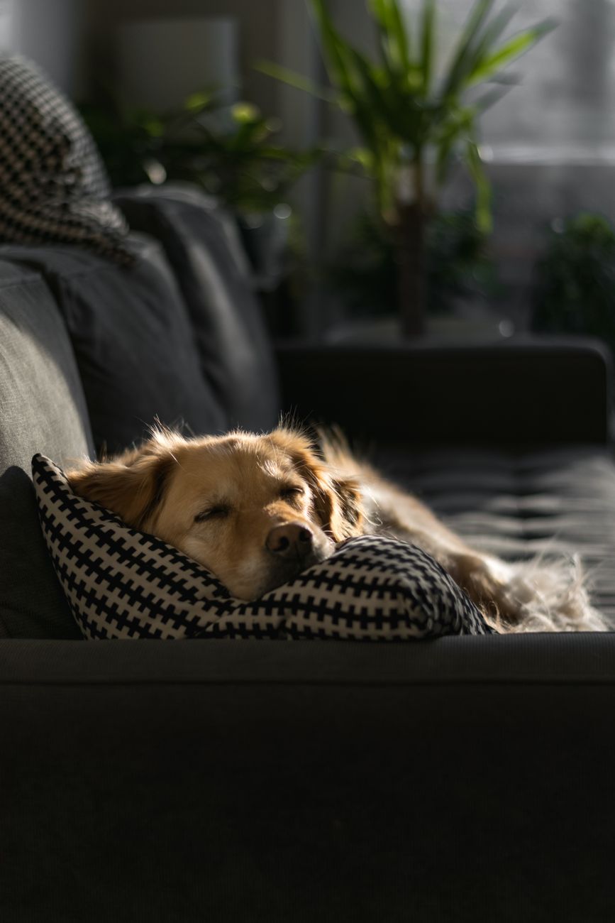 Tired or Sleepy?